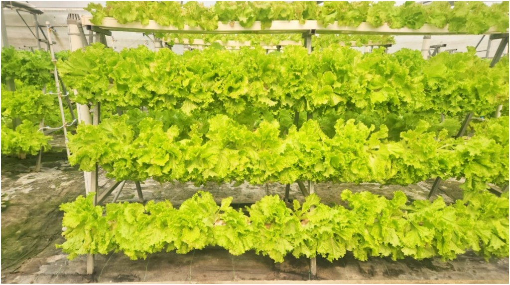 Farming in the Air in Bihar: No Soil, No Water Needed – Discover This New Technique