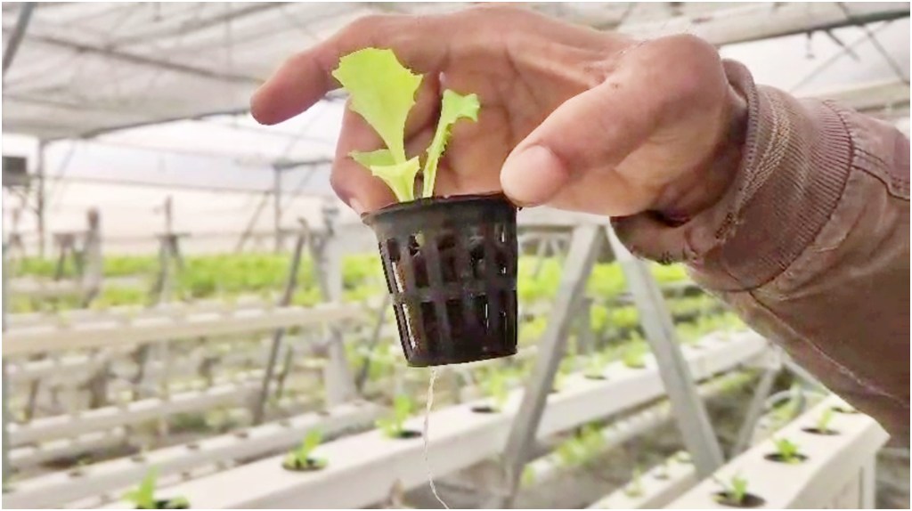 Farming in the Air in Bihar: No Soil, No Water Needed – Discover This New Technique