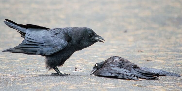 Bird Flu Confirmed In Dead Crows In Bhagalpur, Prompting Surveillance In Neighbouring Katihar