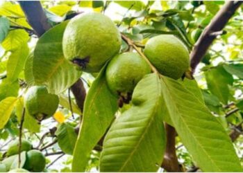 Bihar Farmer Transforms Barren Land into Lucrative Guava Orchards