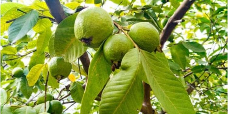 Bihar Farmer Transforms Barren Land into Lucrative Guava Orchards