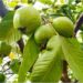 Bihar Farmer Transforms Barren Land into Lucrative Guava Orchards