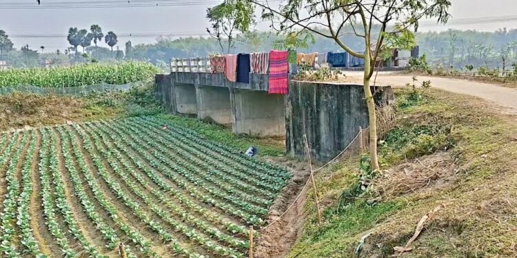 A bridge without a river: Bihar Villagers Question Rs 6.7 Crore Structure Built in Middle of a Field