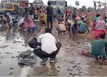 Teenager Killed in Bihar Road Accident as Bystanders Loot Fish From Overturned Van