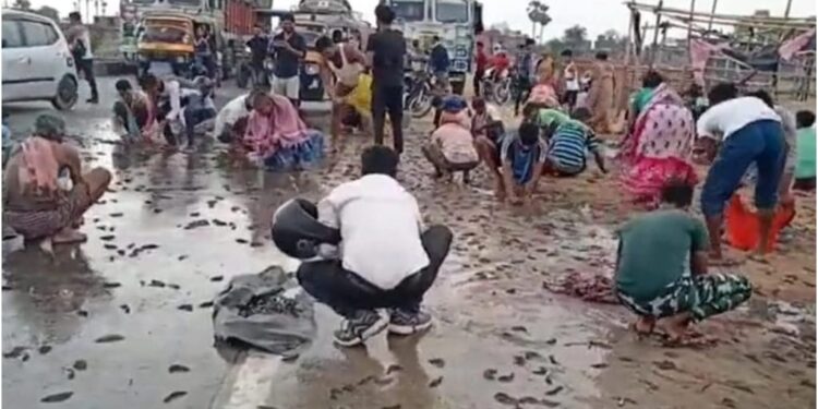 Teenager Killed in Bihar Road Accident as Bystanders Loot Fish From Overturned Van