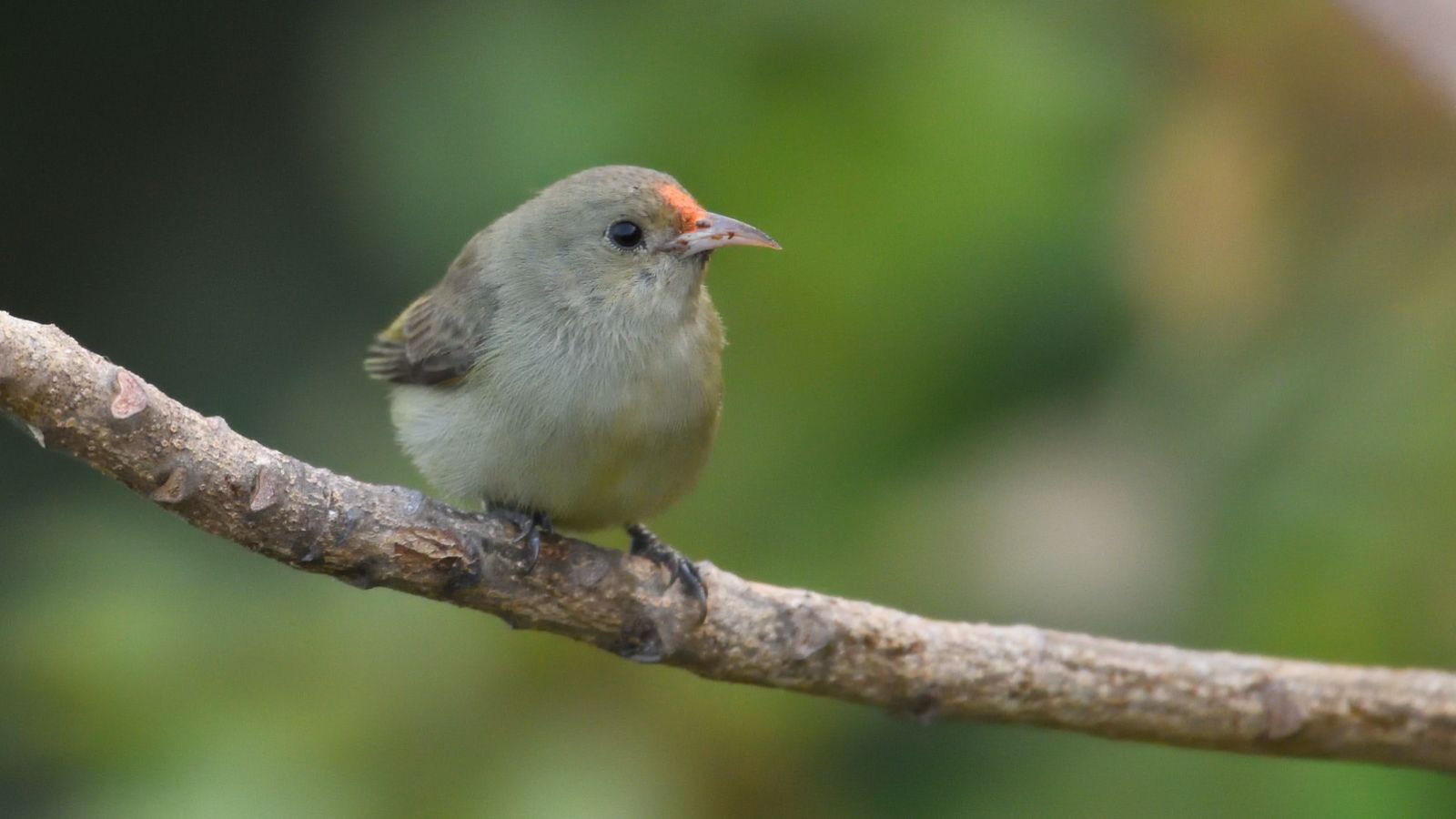 Pale Billed Flowerpecker