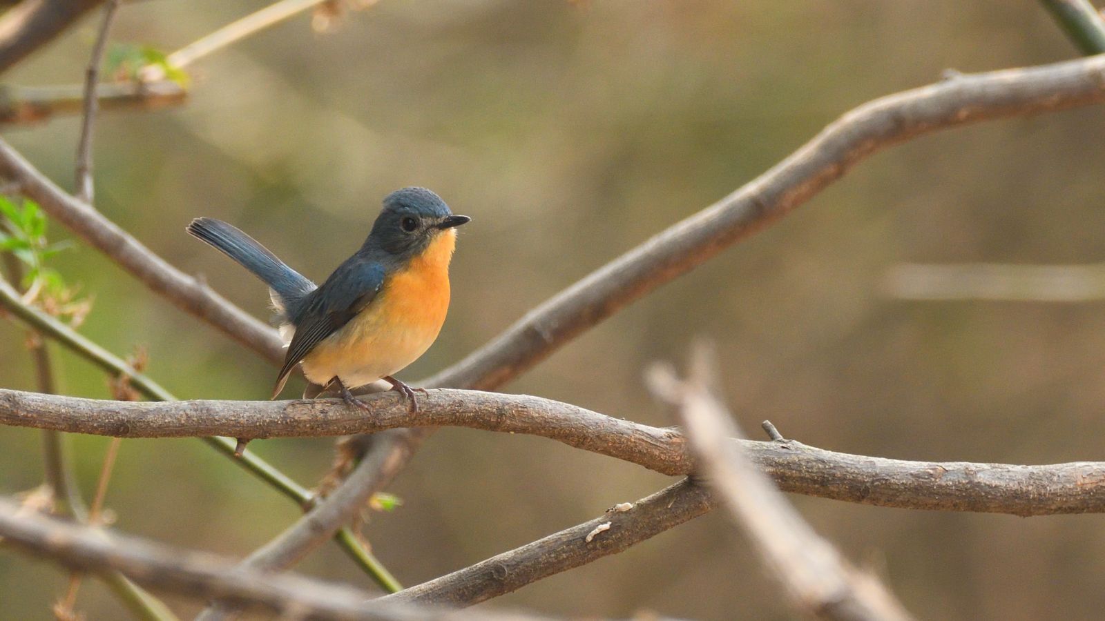 Tickels Blue Flycatcher