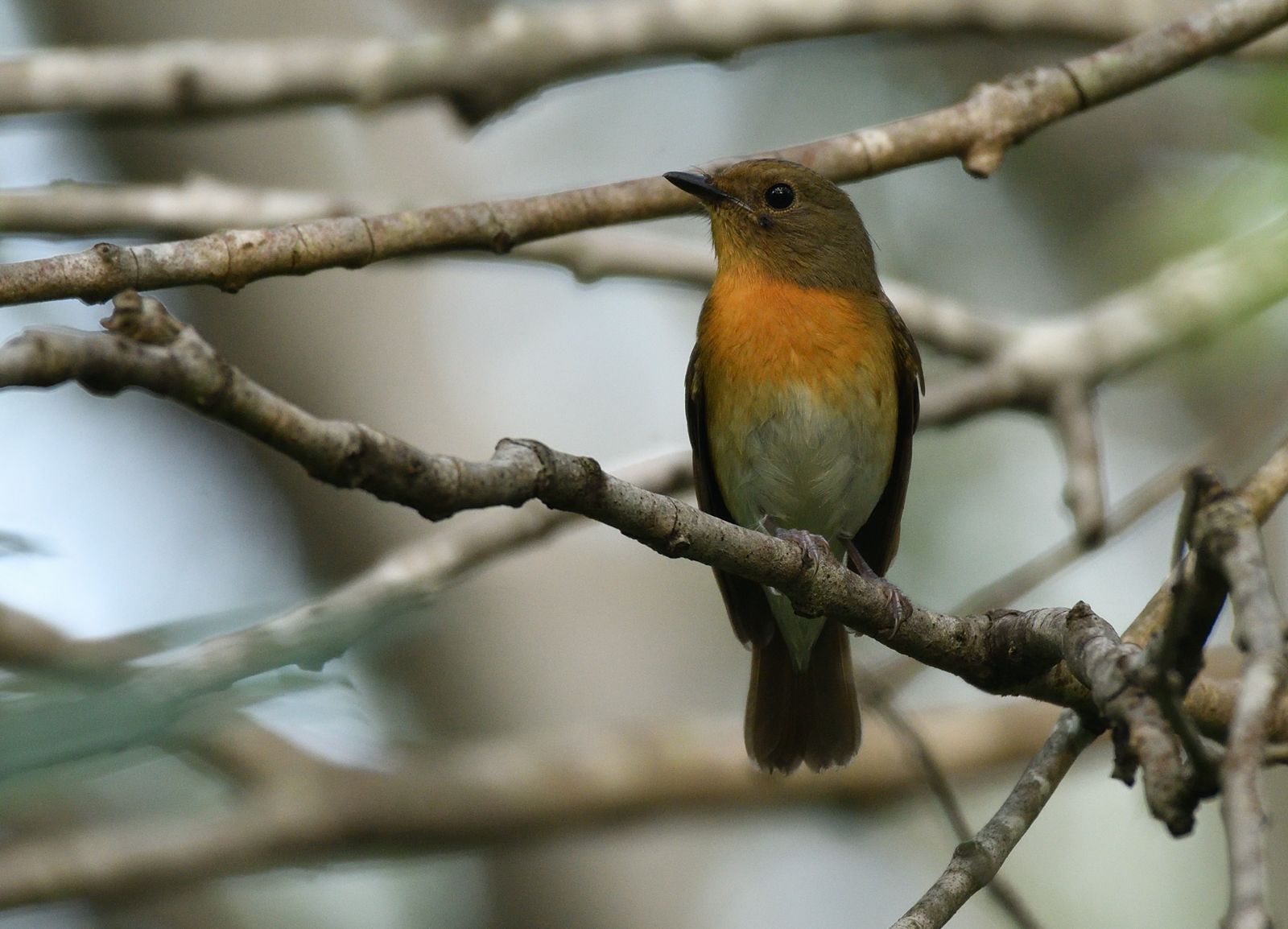 Rajgir Emerges as Global Migratory Bird Hub, Forest Survey Finds Record Species Count