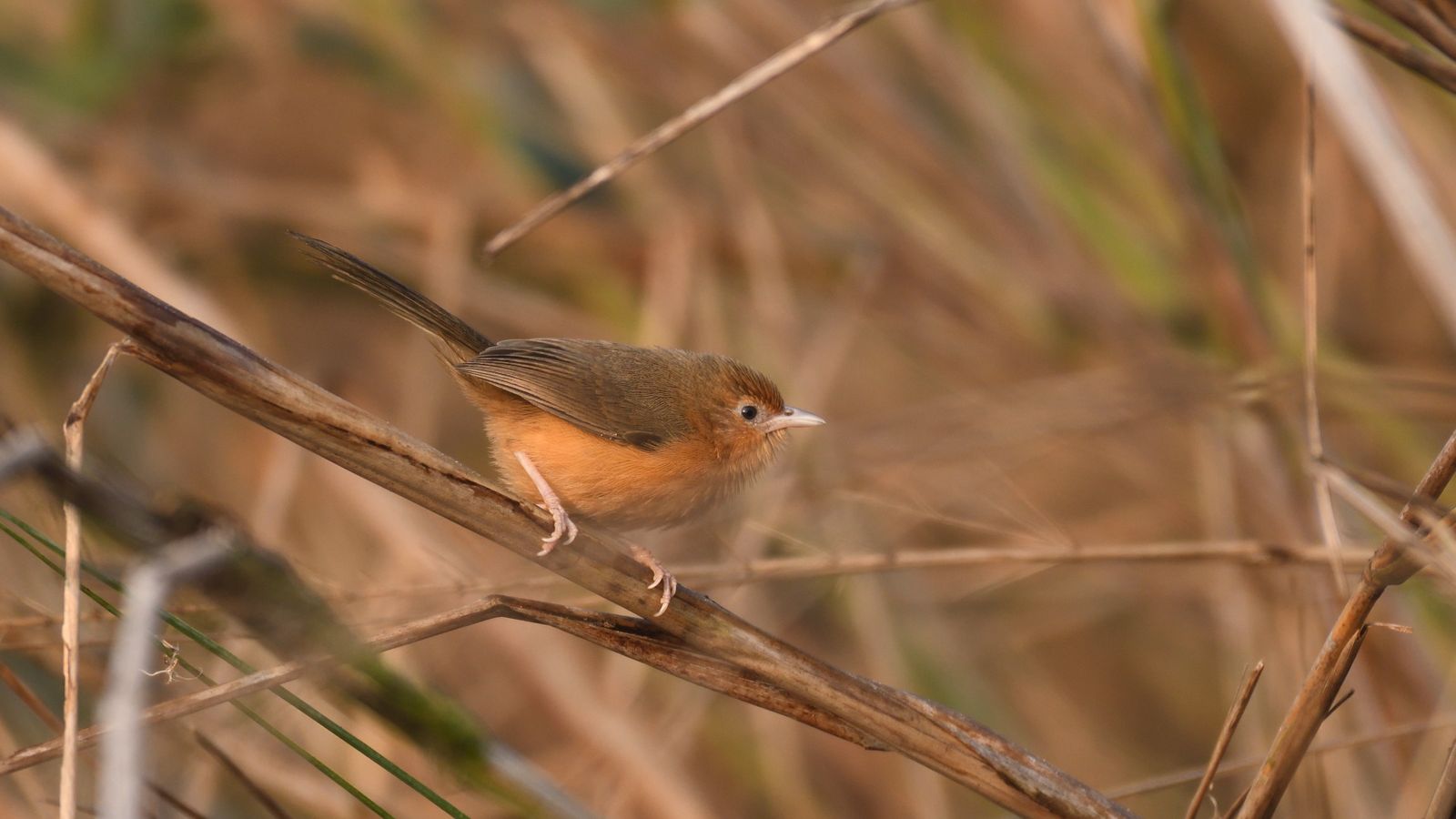 Rajgir Emerges as Global Migratory Bird Hub, Forest Survey Finds Record Species Count