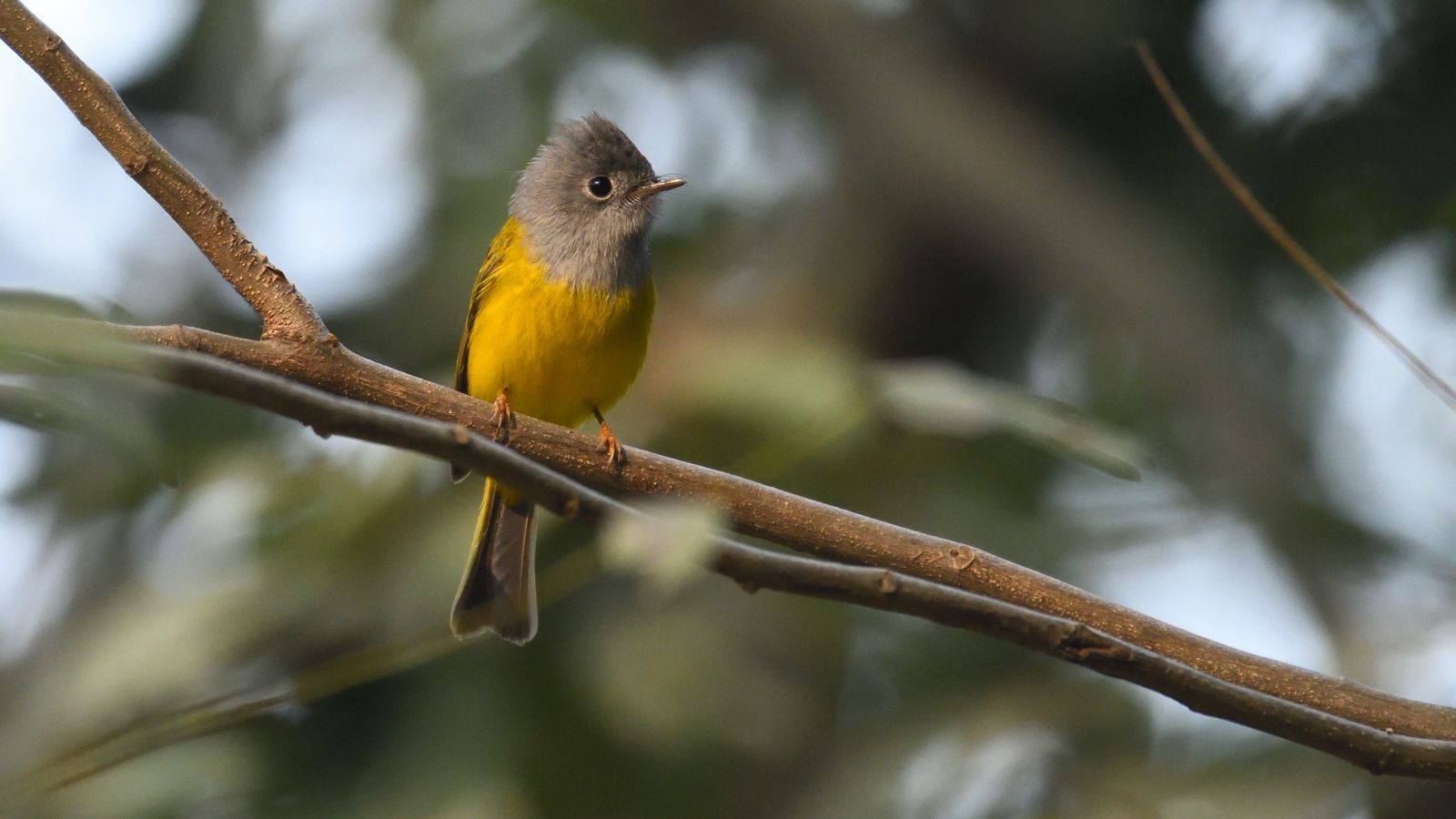 Rajgir Emerges as Global Migratory Bird Hub, Forest Survey Finds Record Species Count