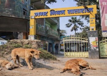 Bihar Govt Schools Told to Report on Stray Dogs Under New Municipal Order in Sasaram