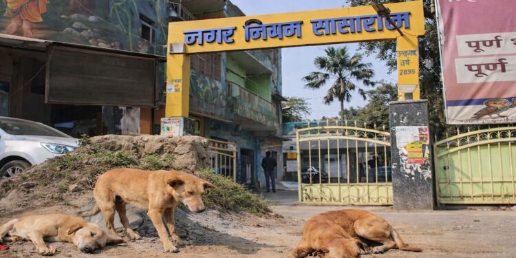 Bihar Govt Schools Told to Report on Stray Dogs Under New Municipal Order in Sasaram