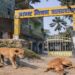 Bihar Govt Schools Told to Report on Stray Dogs Under New Municipal Order in Sasaram