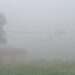 Winter fog in Bihar West Champaran district