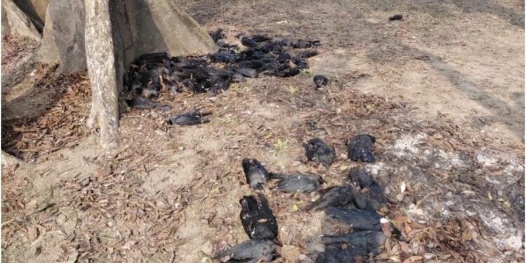Mystery Deepens as 150 Crows Found Dead in Bhagalpur, Forest Department Investigates