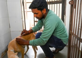 Patna Municipal Corporation Begins Big Drive to Count Stray Dogs in Hospitals and Campuses