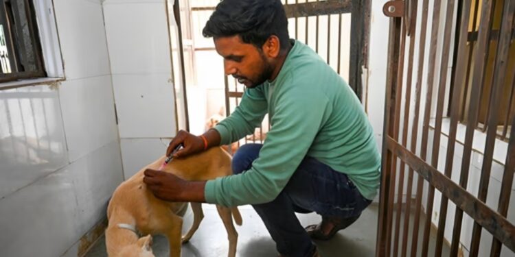 Patna Municipal Corporation Begins Big Drive to Count Stray Dogs in Hospitals and Campuses