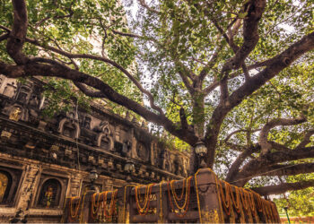 Mahabodhi Tree Leaves to Get Unique Identity Cards to Preserve Authenticity