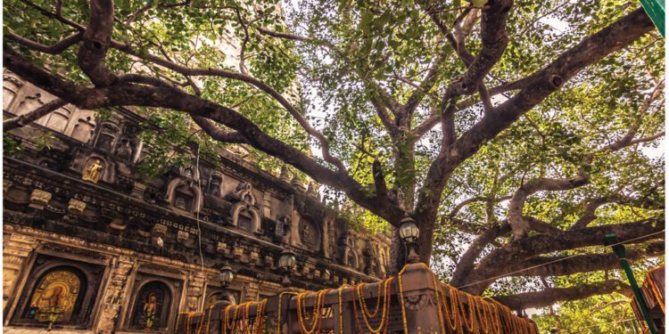Mahabodhi Tree Leaves to Get Unique Identity Cards to Preserve Authenticity
