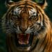 Tiger Kills 13-Year-Old Near Valmiki Reserve as Human–Wildlife Conflict Intensifies