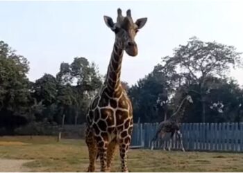 21-Year-Old Giraffe Shanti Dies at Patna Zoo as Wildlife Diet Is Altered Amid Bird Flu Precautions