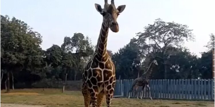 21-Year-Old Giraffe Shanti Dies at Patna Zoo as Wildlife Diet Is Altered Amid Bird Flu Precautions