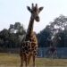 21-Year-Old Giraffe Shanti Dies at Patna Zoo as Wildlife Diet Is Altered Amid Bird Flu Precautions