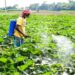 Bihar Agriculture Minister Promises No Farmer Will Lose Scheme Benefits; Crackdown on Fertiliser Black Marketing Underway