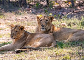 Two Lionesses Arrive at Patna Zoo from Rajgir; Online Ticket Booking Starts First Week of March