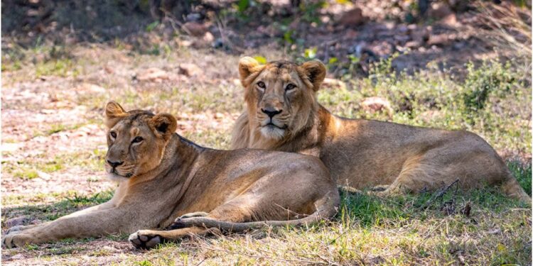 Two Lionesses Arrive at Patna Zoo from Rajgir; Online Ticket Booking Starts First Week of March