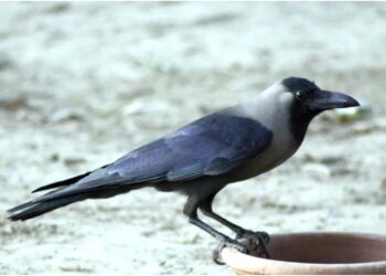 Mysterious Crow Deaths in Bhagalpur Spark Bird Flu Concerns Among Residents