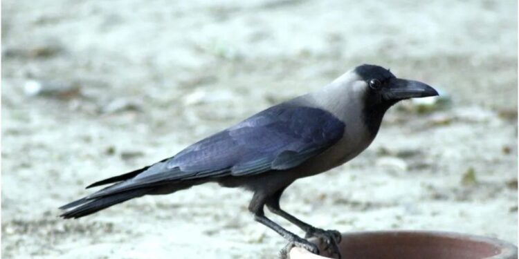 Mysterious Crow Deaths in Bhagalpur Spark Bird Flu Concerns Among Residents