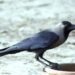 Mysterious Crow Deaths in Bhagalpur Spark Bird Flu Concerns Among Residents