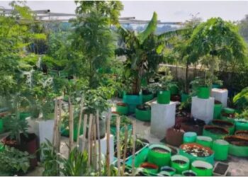 Bihar Government Offers 75% Subsidy for Rooftop Gardening to Boost Nutrition and Incomes; Here’s How to Apply