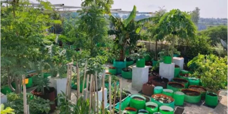 Bihar Government Offers 75% Subsidy for Rooftop Gardening to Boost Nutrition and Incomes; Here’s How to Apply