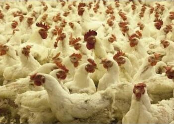 Bird Flu Outbreak Confirmed at Patna Poultry Farm; 6,000 Chickens Culled