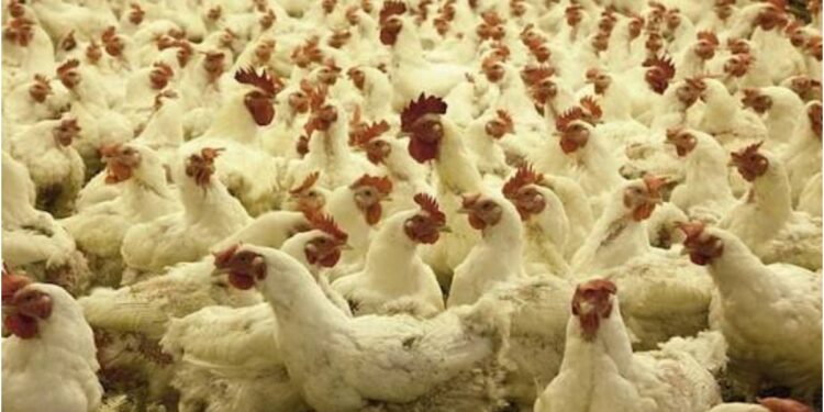 Bird Flu Outbreak Confirmed at Patna Poultry Farm; 6,000 Chickens Culled