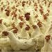 Bird Flu Outbreak Confirmed at Patna Poultry Farm; 6,000 Chickens Culled