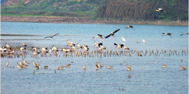 Bihar’s Wetlands Make Global Mark With Ramsar Recognition