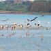 Bihar’s Wetlands Make Global Mark With Ramsar Recognition