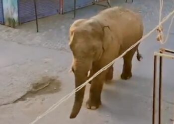 Wild Elephant Strays Into Gaya Market Area, Forest Teams Rush To Guide It Back