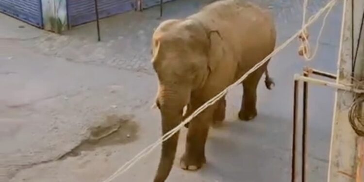 Wild Elephant Strays Into Gaya Market Area, Forest Teams Rush To Guide It Back