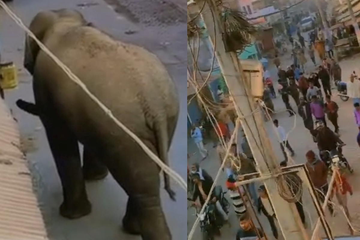 Wild Elephant Strays Into Gaya Market Area, Forest Teams Rush To Guide It Back