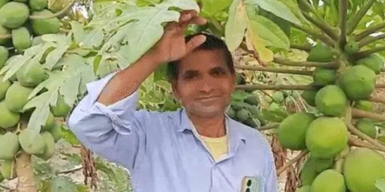 Papaya farmer