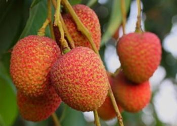 Muzaffarpur’s Shahi litchi set for export surge as pack houses aim to double overseas shipments