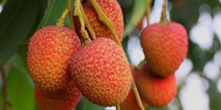 Muzaffarpur’s Shahi litchi set for export surge as pack houses aim to double overseas shipments