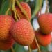 Muzaffarpur’s Shahi litchi set for export surge as pack houses aim to double overseas shipments