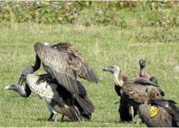Bihar’s Valmiki Reserve Becomes Refuge for Rare Vultures Flying in From Nepal