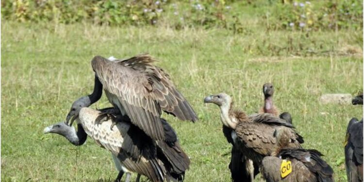 Bihar’s Valmiki Reserve Becomes Refuge for Rare Vultures Flying in From Nepal
