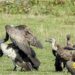 Bihar’s Valmiki Reserve Becomes Refuge for Rare Vultures Flying in From Nepal
